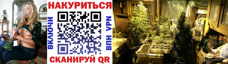 Канабис сатива Нововоронеж